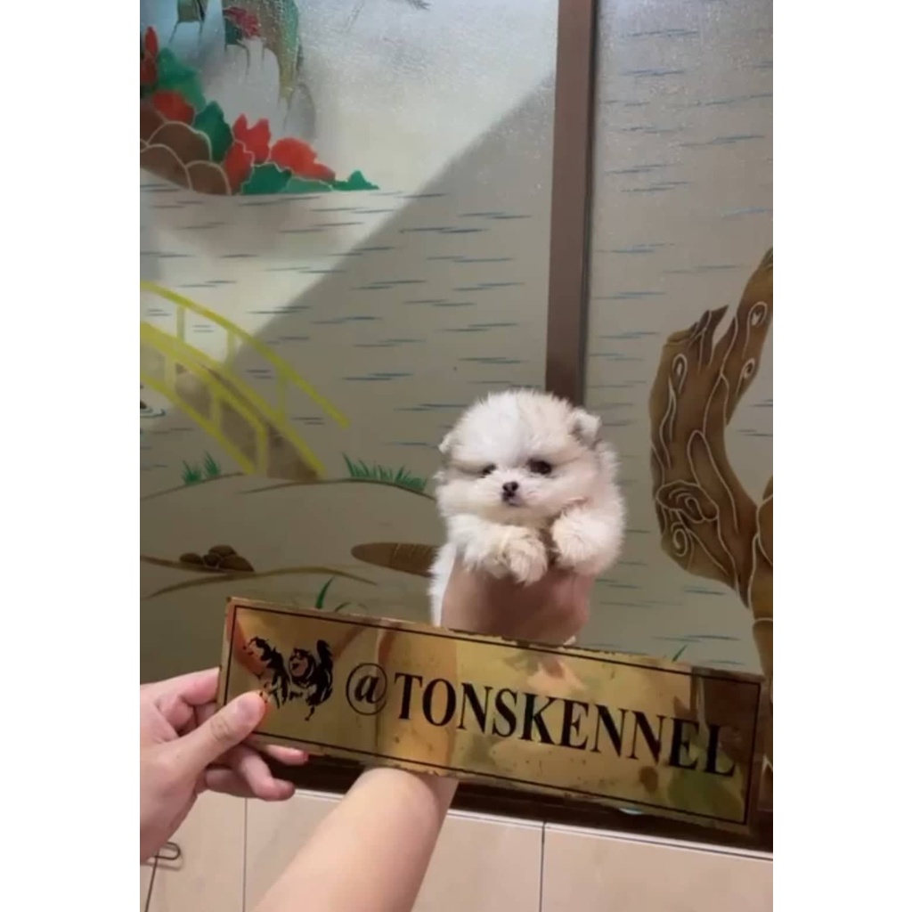 Minipom Stb Vaksin Microchip Super Mini Pom Pomeranian Ready / Open Booking Medan