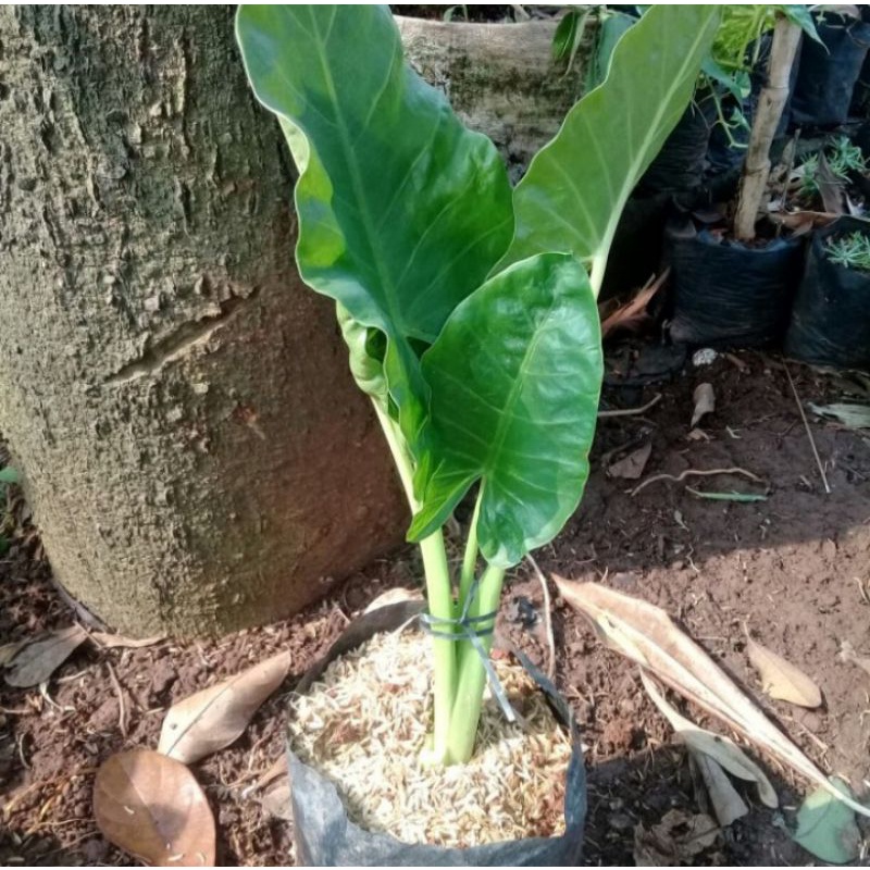 POHON SENTE HIJAU-tanaman sente hijau