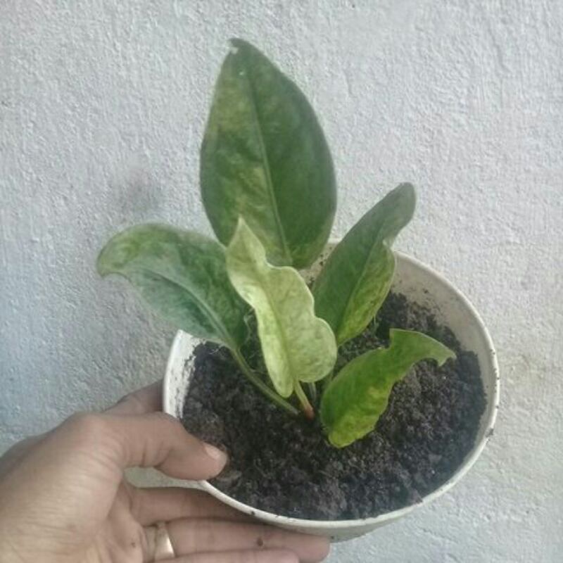 hokery pink varigata.ssuai fto.COD.wrna pink blom kluar.anthurium hokeri variegata