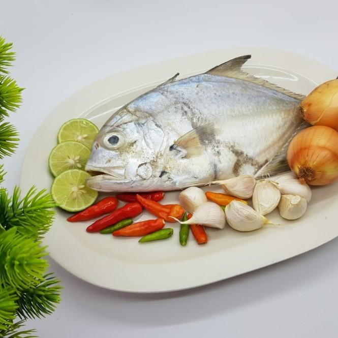 

Fisho | Ikan Kuwe Segar Ikan Bakar/ Supplier Ikan Laut Bsd City Tangsel Ready stock