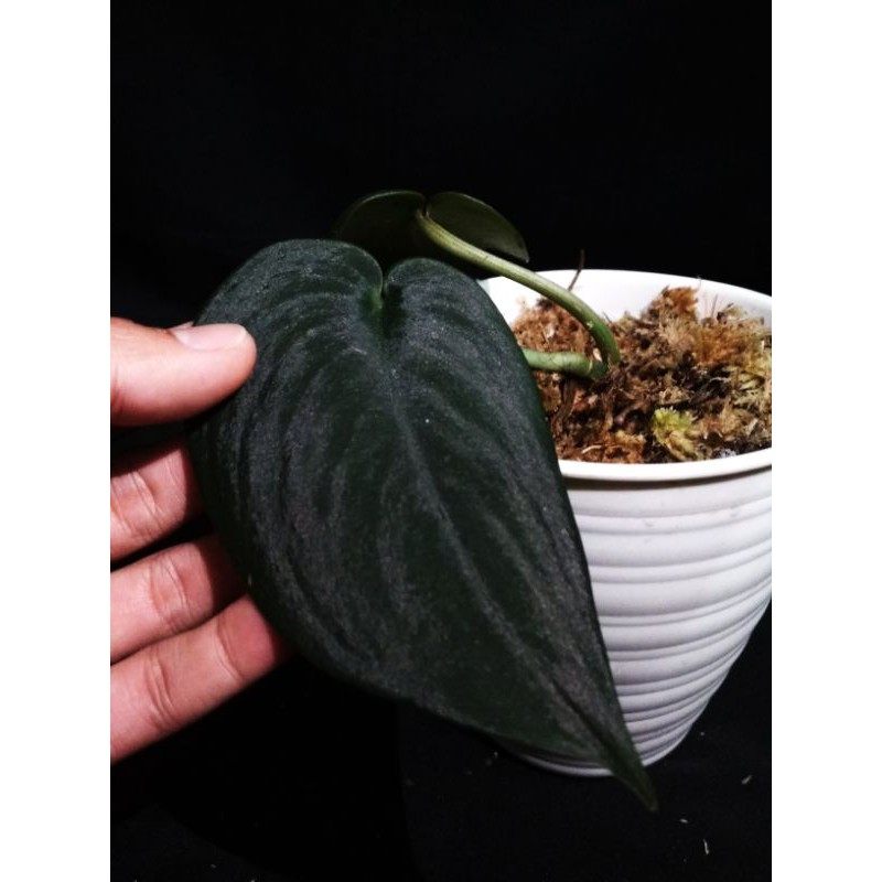 scindapsus jade satin