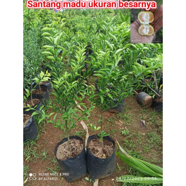 bibit jeruk Santang madu siap berbuah