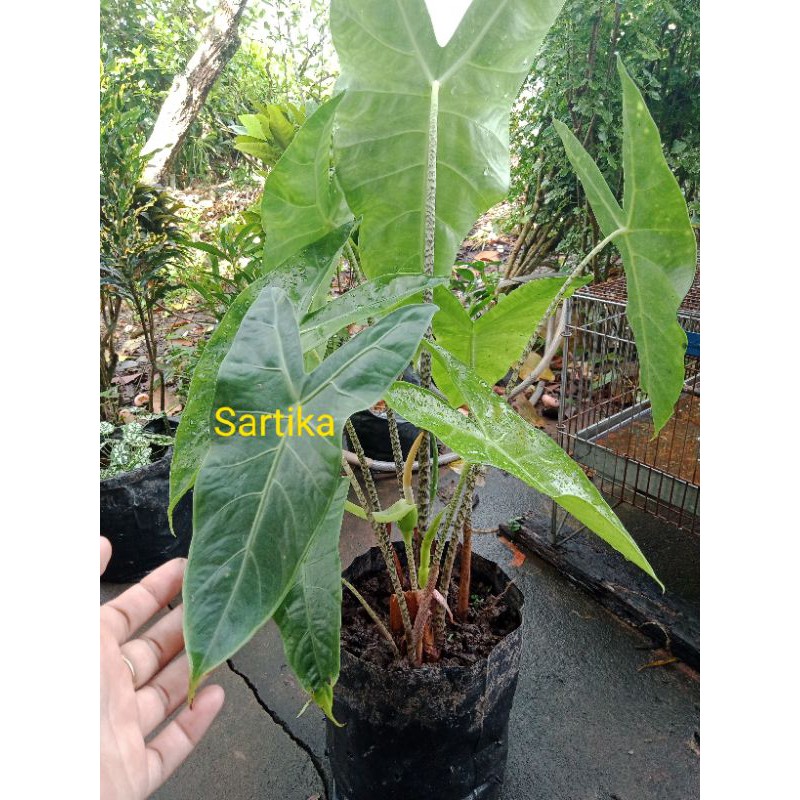 Alokasia Zebrina Borneo/zebrina khas kalbar/bonggol alokasia