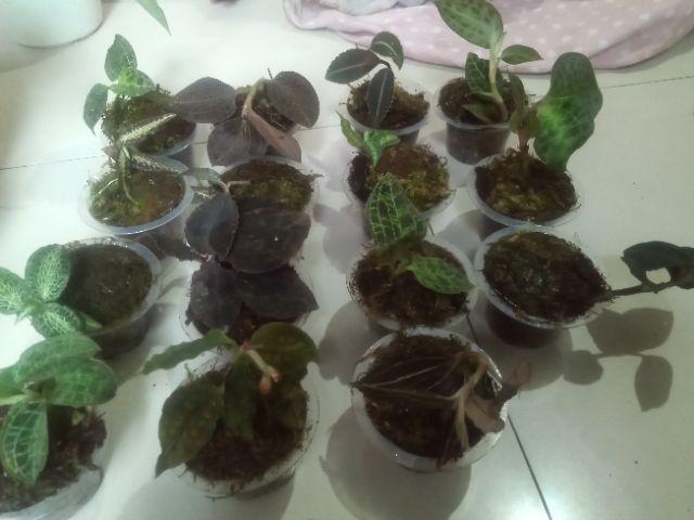 Bonggol Alocasia Watsoniana