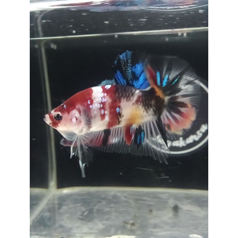 

cupangkoigalaxy