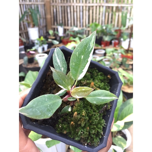 Philo Anderson Ekonomis