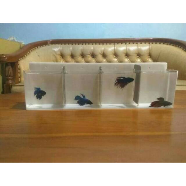 Aquarium dinding mini ikan cupang 4 kamar