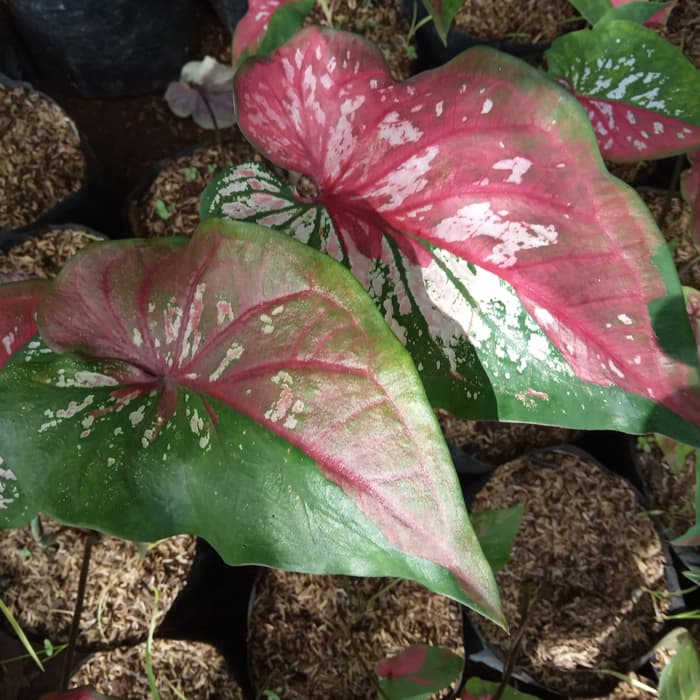 tanaman keladi wayang - pohon keladi wayang