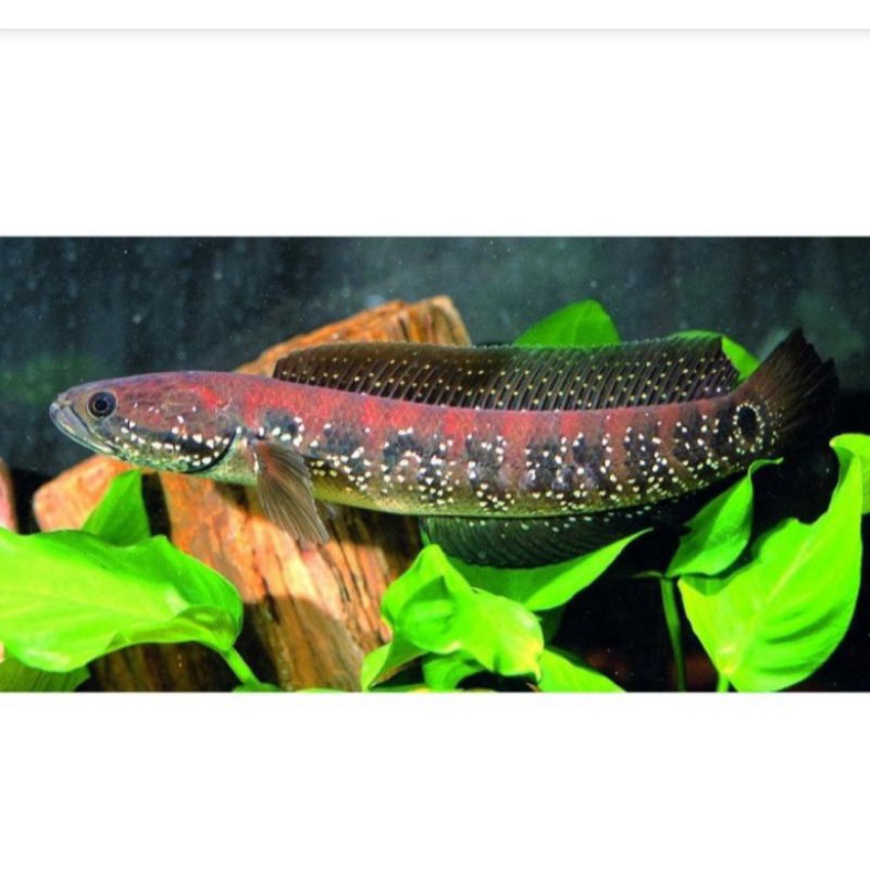 ikan gabus chana asiatica 6-9 cm