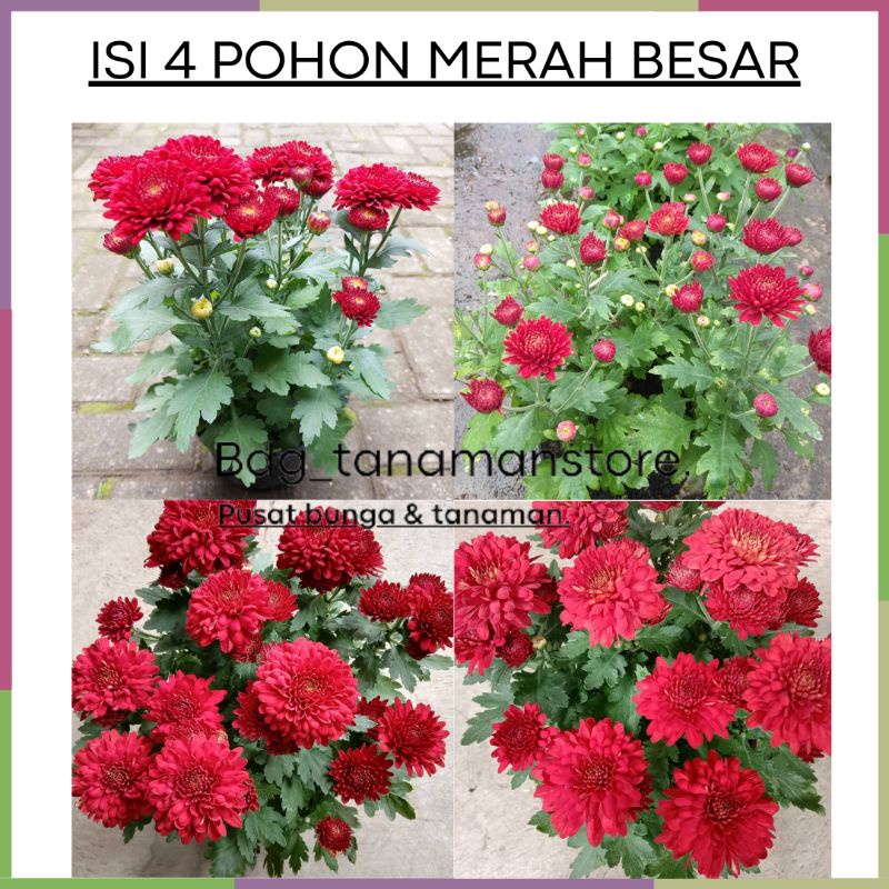 ISI 4 POHON TANAMAN BUNGA KRISAN SERUNI ASTER MERAH BESAR KUALITAS SUPER