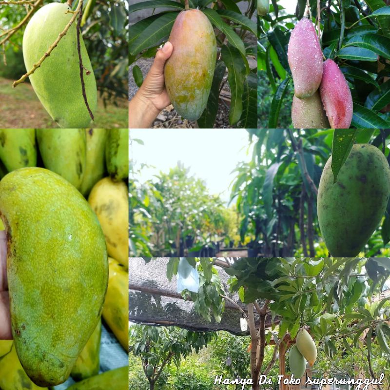 Bibit Mangga Golek India Super