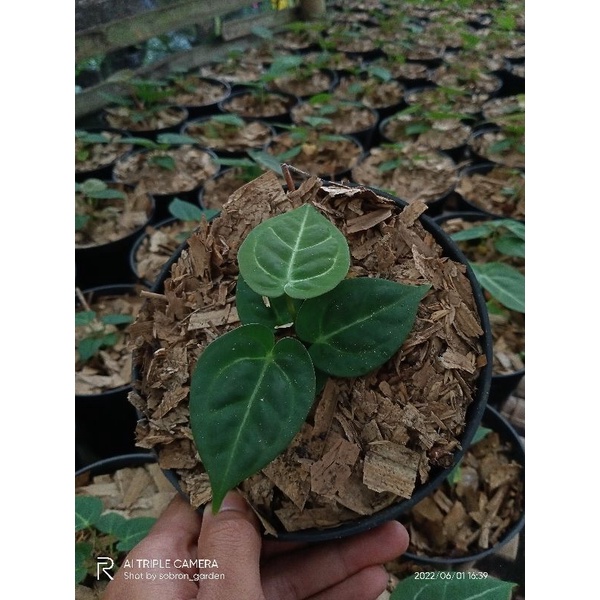 anthurium desleri drakfoam berotot