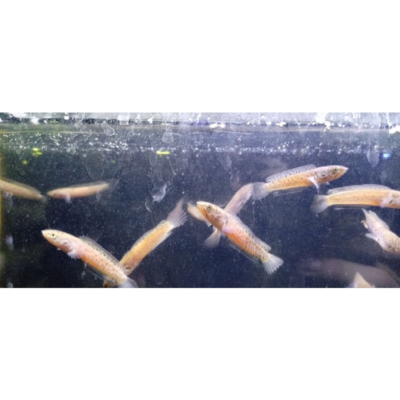 CHANNA STEWARTI KARBI SIZE 3-4CM
