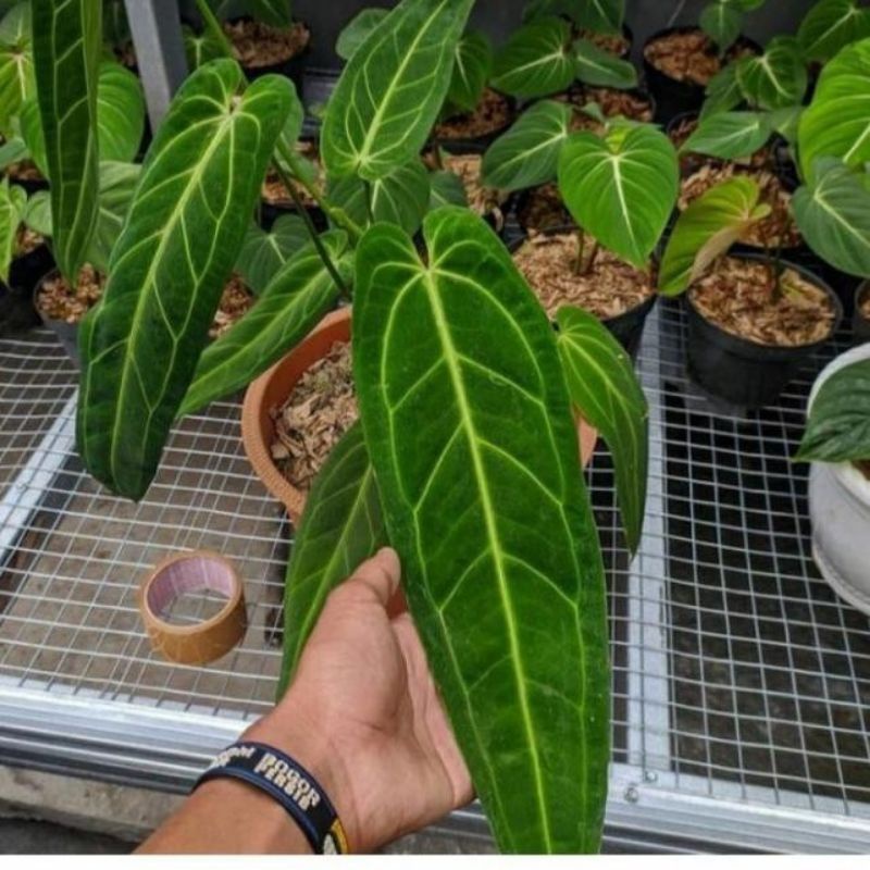 NEW Bonggol Anthurium lidah gajah - Anthurium warocqueanum