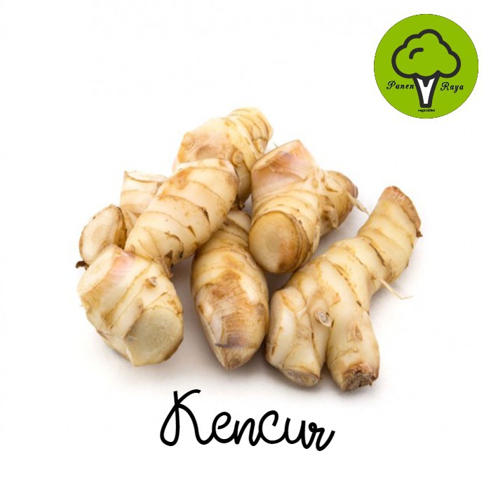 

KENCUR [250GR]