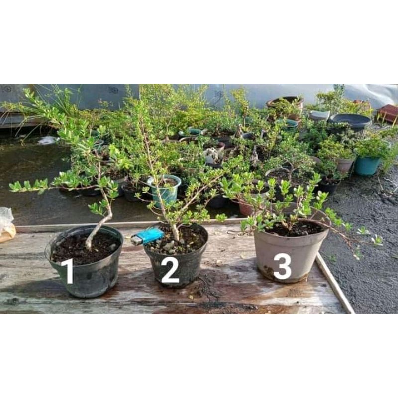 bonsai santigi mawar super dari cangkok 65k