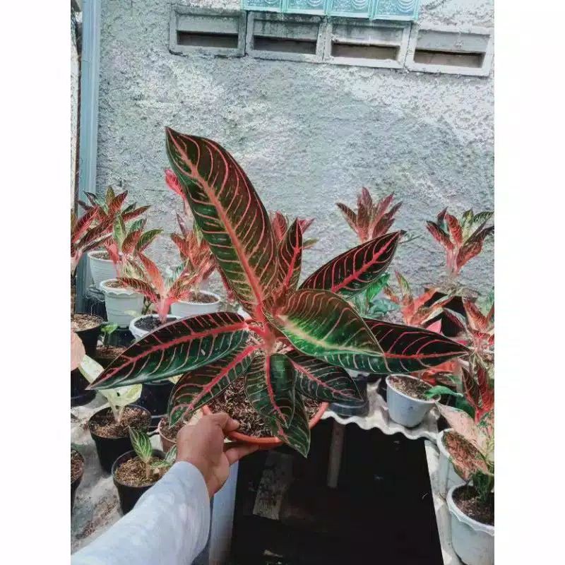 TANAMAN HIAS AGLONEMA PRIDE OF SUMATRA INDUKAN//AGLONEMA RED