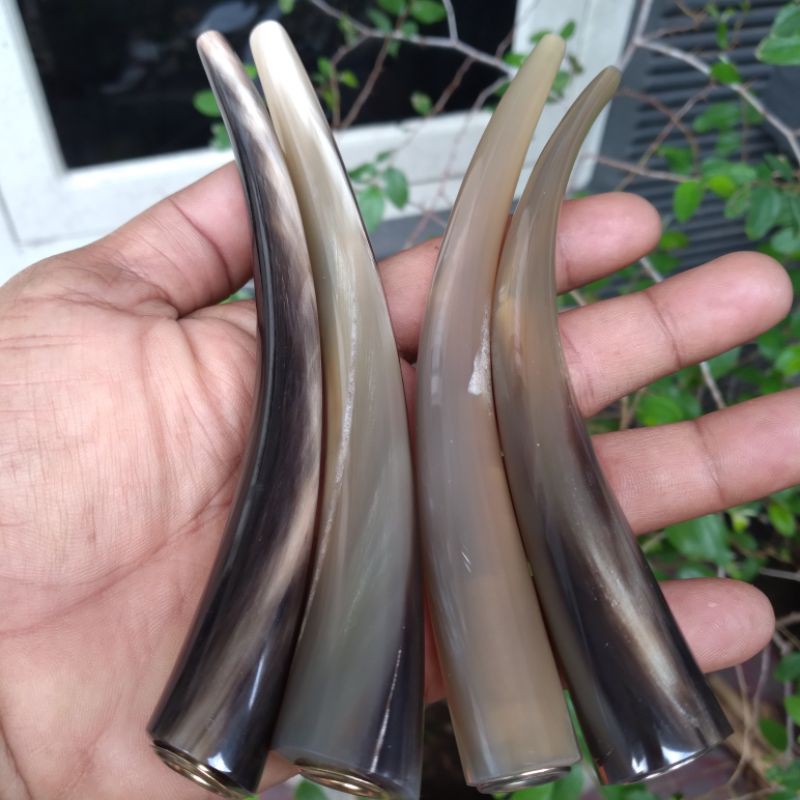 pipa tanduk kerbau bule 14 - 15cm