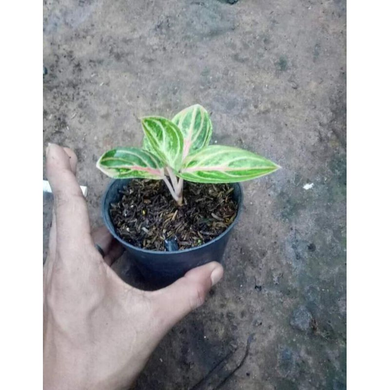 Aglonema Rinjani / Uk Anakan