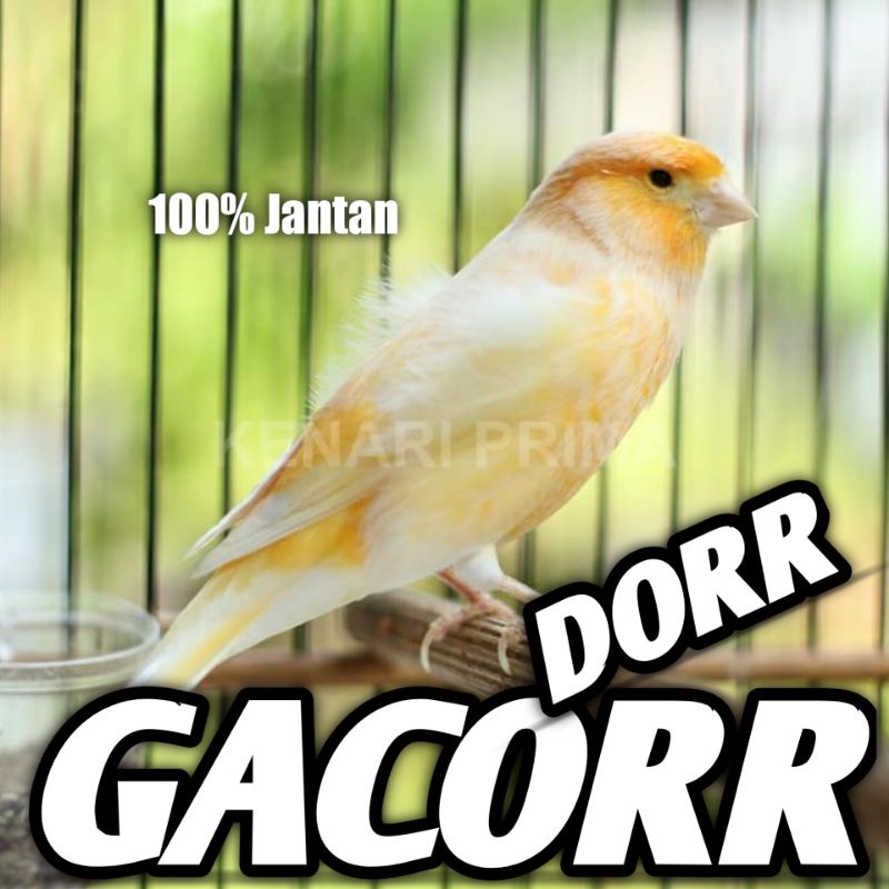 Burung Kenari Gacoran Jantan Afs Gacorr Dorrr Jadi