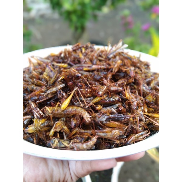 

belalang goreng