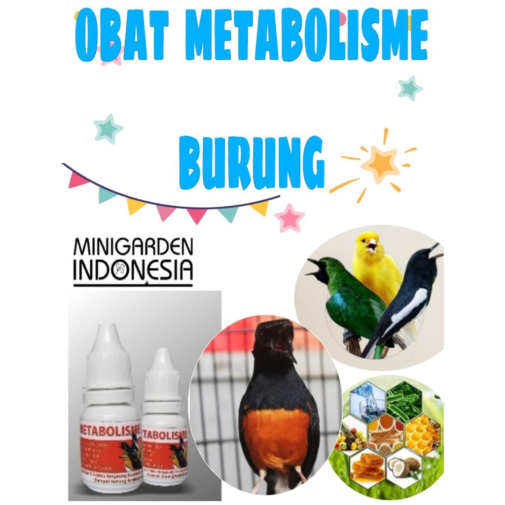 OBAT METABOLISME TUBUH BURUNG atasi macet bunyi vitamin burung gacor mengatasi burung lesu