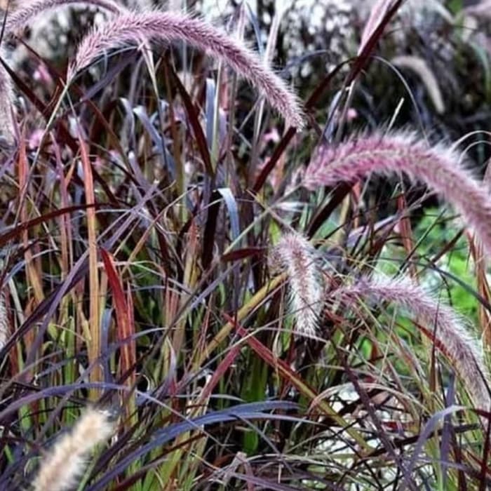 Tanaman hias alang alang merah-pohon alang alang merah