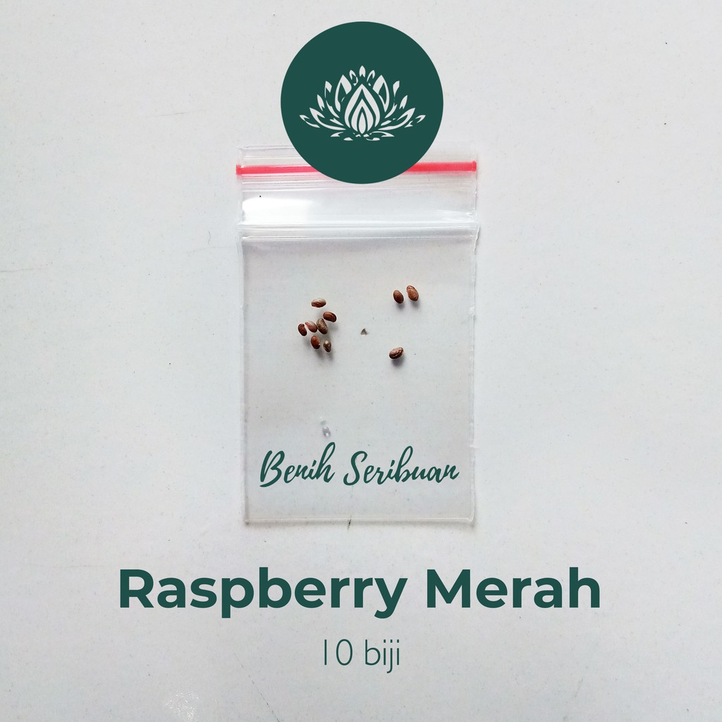 10 Benih Bibit Raspberry Merah Tanaman Buah Buahan Rasberry Red Rubus Strigosus Unggul Berkualitas