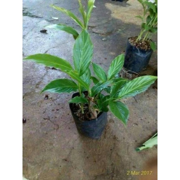 Tanaman Kecombrang hijau atau honje