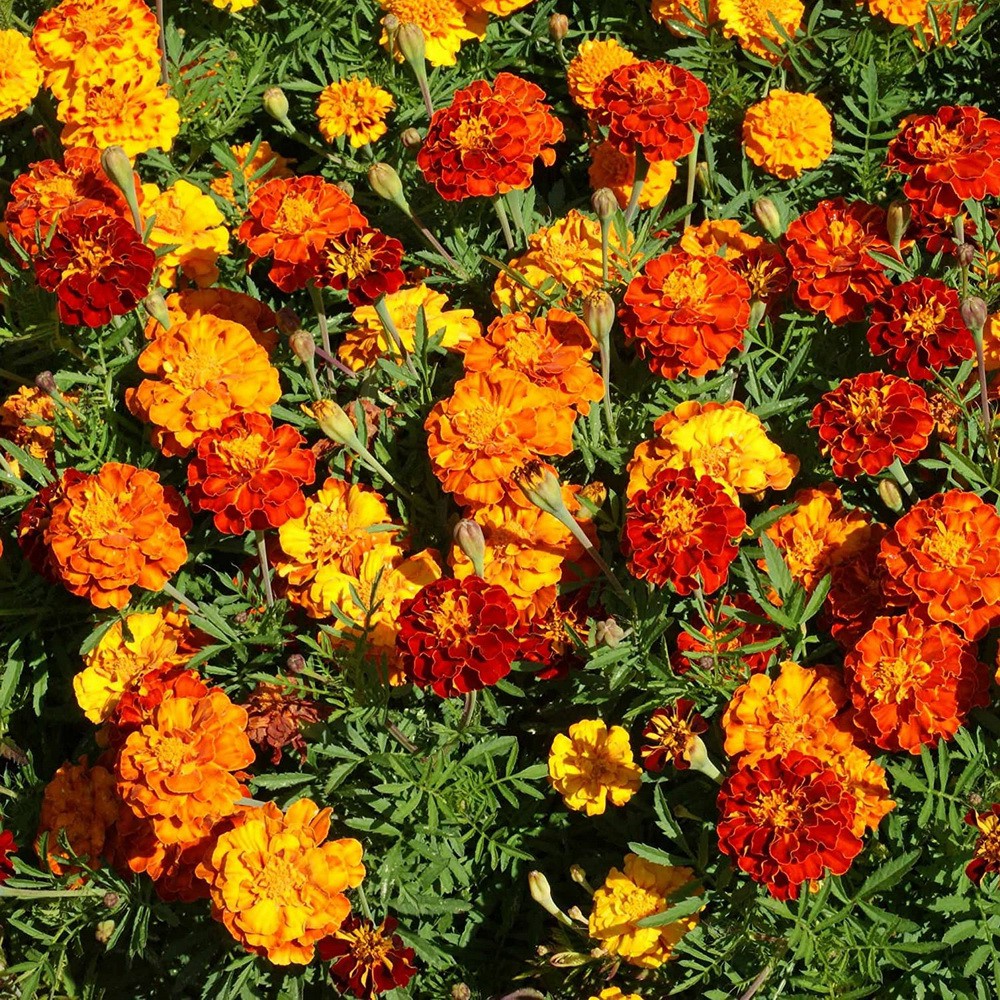 PlantaSeed - 50 Seeds - Marigold Petite Mixture Biji Bunga - PAS0204