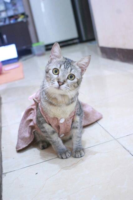 Dress coklat lucu untuk kucing dan anjing size S M L XL