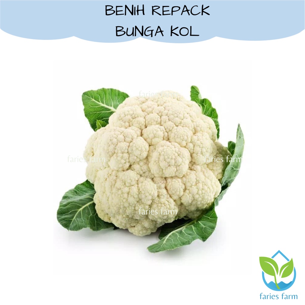 Benih Biji Bunga Kol (Kembang Kol)