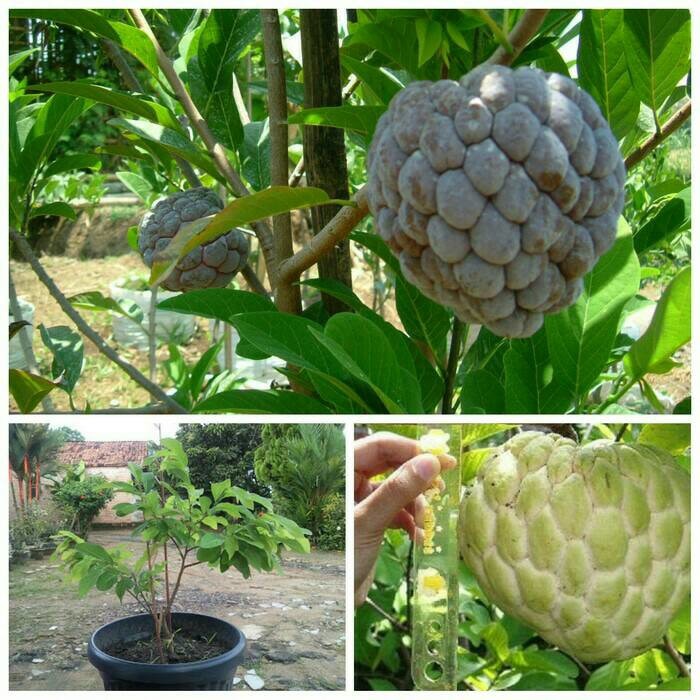 Bibit Buah Srikaya Merah dan Srikaya Jumbo