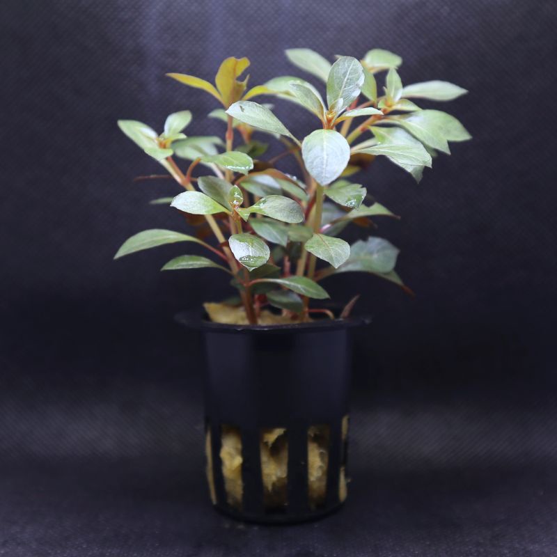 Ludwigia Red Rubin ( Tanaman Aquascape Tumbuhan Air Hiasan Aquarium Hidup )