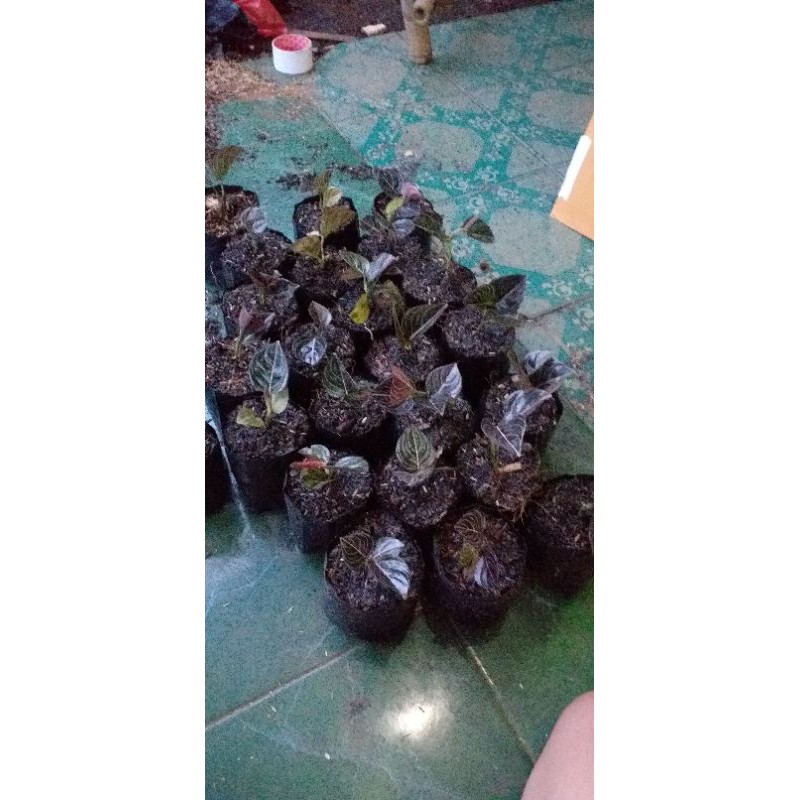 

PROMO!! Paket 5 Aglonema rotundum aceh