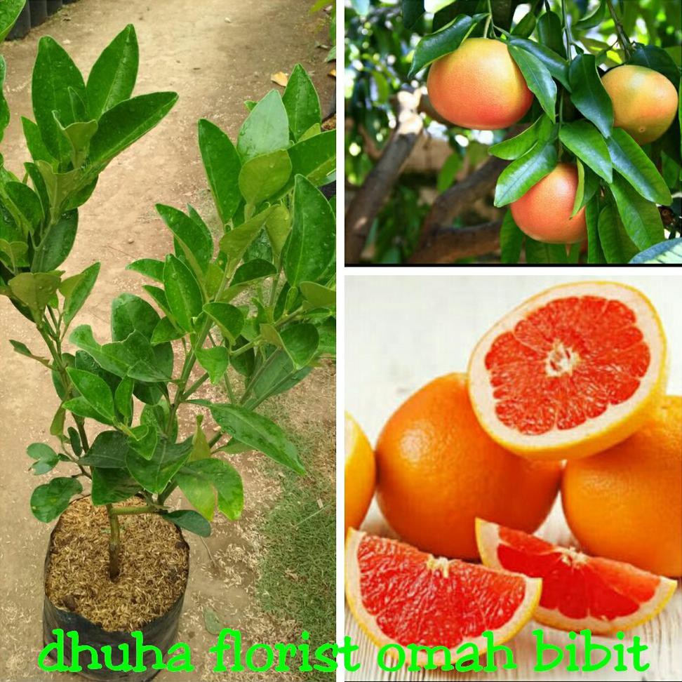 

$$RR JERUK BALI MERAH ATAU PAMELO MADU <1^