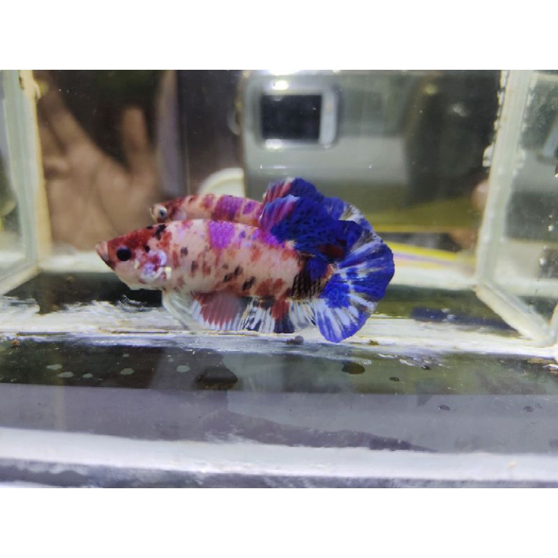 ikan cupang betta giant multi bo5
