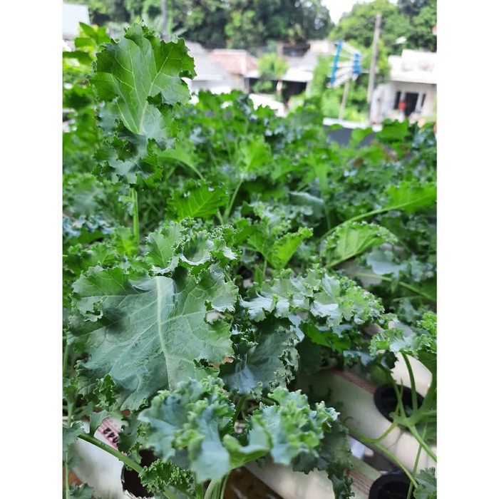 

Sayur Kale Hidroponik TERMURAH Hasil Kebun Sendiri 100 g