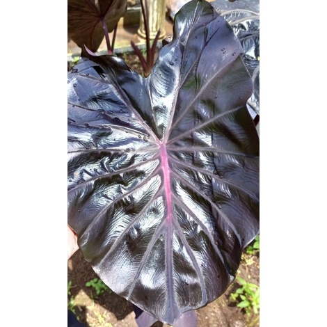 Colocasia hybrid SBA series black lava anakan