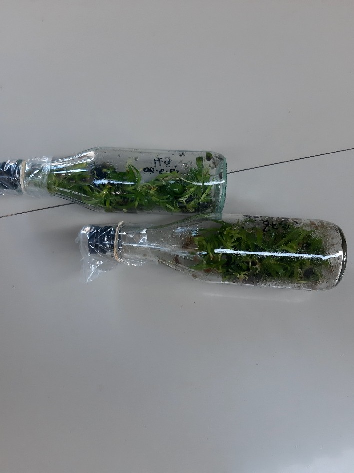 Anggrek Dendrobium Botol Hybrid Siap Aklimatisasi