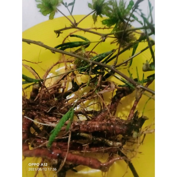 

jual akar putri malu segar 250 gram