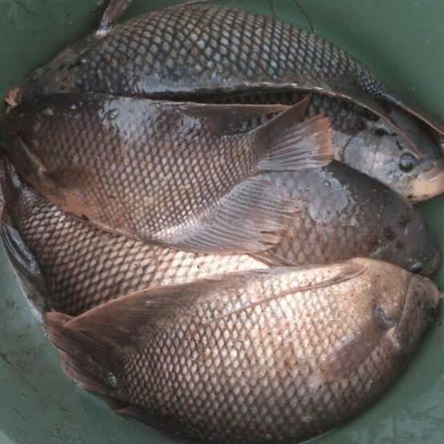 Ikan gurame 1 kg