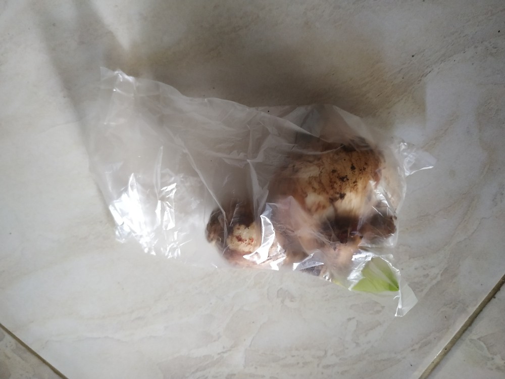 1 Umbi Lily Asiatic Starlette Impor, Stok Terbatas