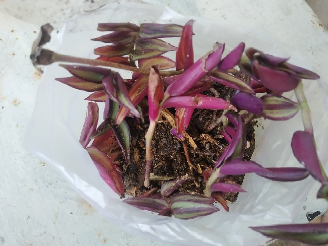 100gr Furadan Insektisida Dan Nematisida Kemasan Repack