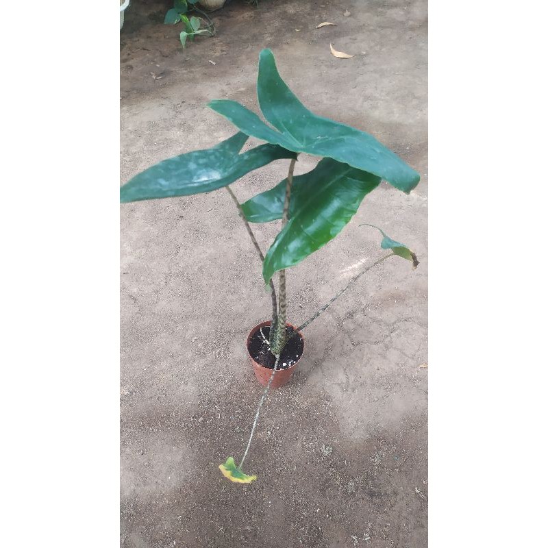 Alocasia Zebrina import dewasa/Alokasia zebrina dewasa