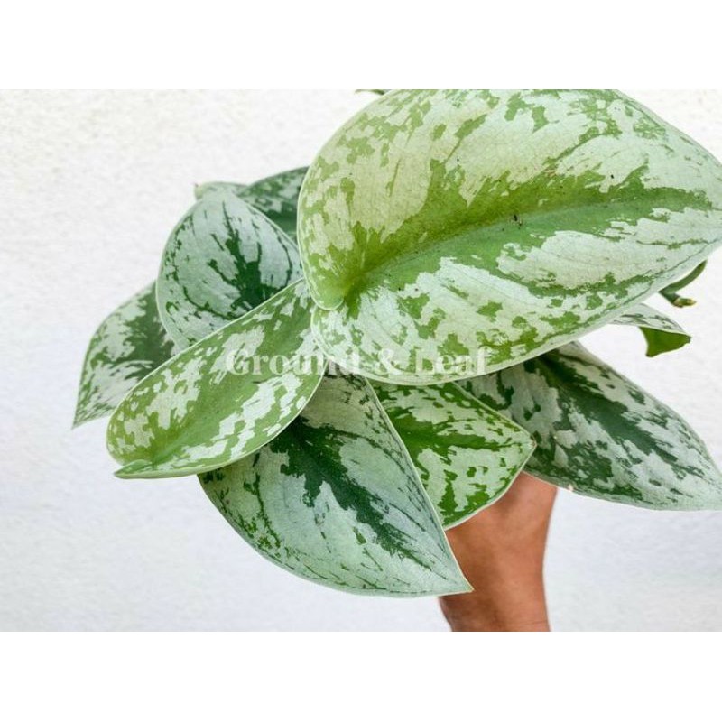 Tanaman hias scindapsus pictus