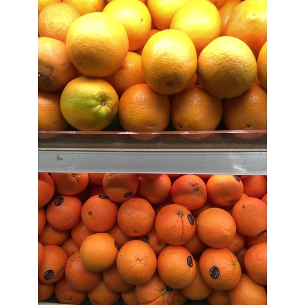 bibit jeruk