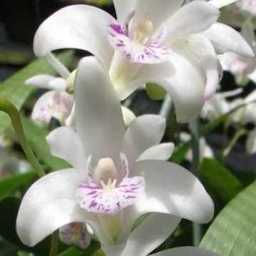 tanaman hias anggrek dendrobium white TERLARis