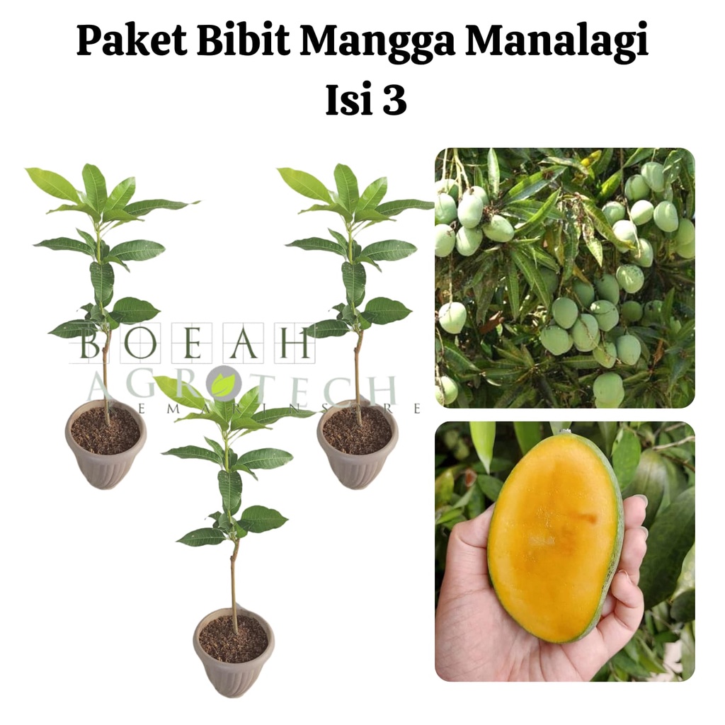 Paket Hemat Bibit Mangga Manalagi Okulasi Isi 3 Bonus Bibit Strawberry+Polibag