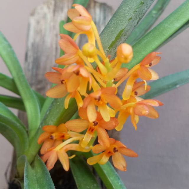 Anggrek vanda ascocentrum miniata